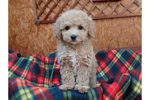 成約済の宮城県のトイプードル-122255の7枚目